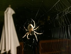 Orb Weaver spider in Thornton, Colorado. August, 2015.