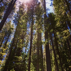 Ceran Saint Vrain Trail neaar Ward, Colorado. June, 2016