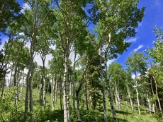 Aspen trees off South Saint Vrain Trail near Ward, Colorado. July, 2016