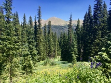 Butler Gulch, Colorado. July, 2016