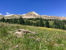 Butler Gulch, Colorado. July, 2016