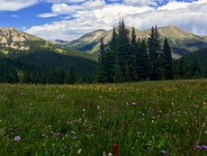 Wildflowers at Butler Gulch, Colorado. July, 2016