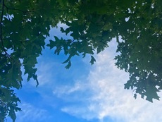Summer Sky under a Tree in Thornton, Colorado. August, 2016