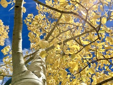 Aspen Tree in Golden Gate Canyon State Park, Colorado. September, 2016