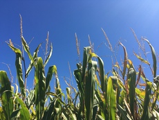 Corn field near Longmont, Colorado. September, 2016
