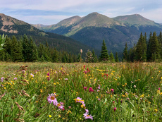 Butler Gulch, James Peak Wilderness, Colorado. August, 2017.