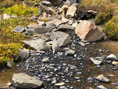 Camouflaged bird near the top. Herman Gulch, Colorado. September, 2018.