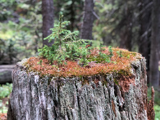 Forest Lakes, James Peak Wilderness, Colorado. September, 2018.