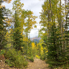 Herman Gulch, Colorado. September, 2018.

Photos from a hike at Herman Gulch, Colorado in September, 2018.
This was a trail with plenty of beautiful scenery of mountain peaks, dense
forest, open meadows, long views, creeks, and a lake. Though there was plenty
of forest around, the trail was mostly exposed. It was not busy and fall was a
great time of year to be there. Part of this trail is shared with the
Continental Divide trail. Herman Lake is at the top, the presumed destination
of this trail. However, there's lots to explore beyond the lake, including the
base of Pettingell Peak.
