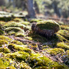 Catamount Trails near Pikes Peak, Colorado. October, 2019.