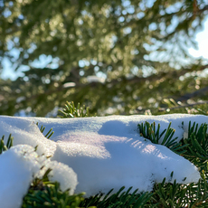 Fresh Snow in Colorado Springs. October, 2019.