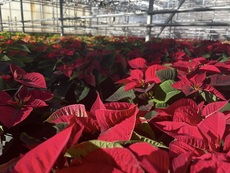 Dutch Heritage Gardens, Larkspur, Colorado. November, 2022.