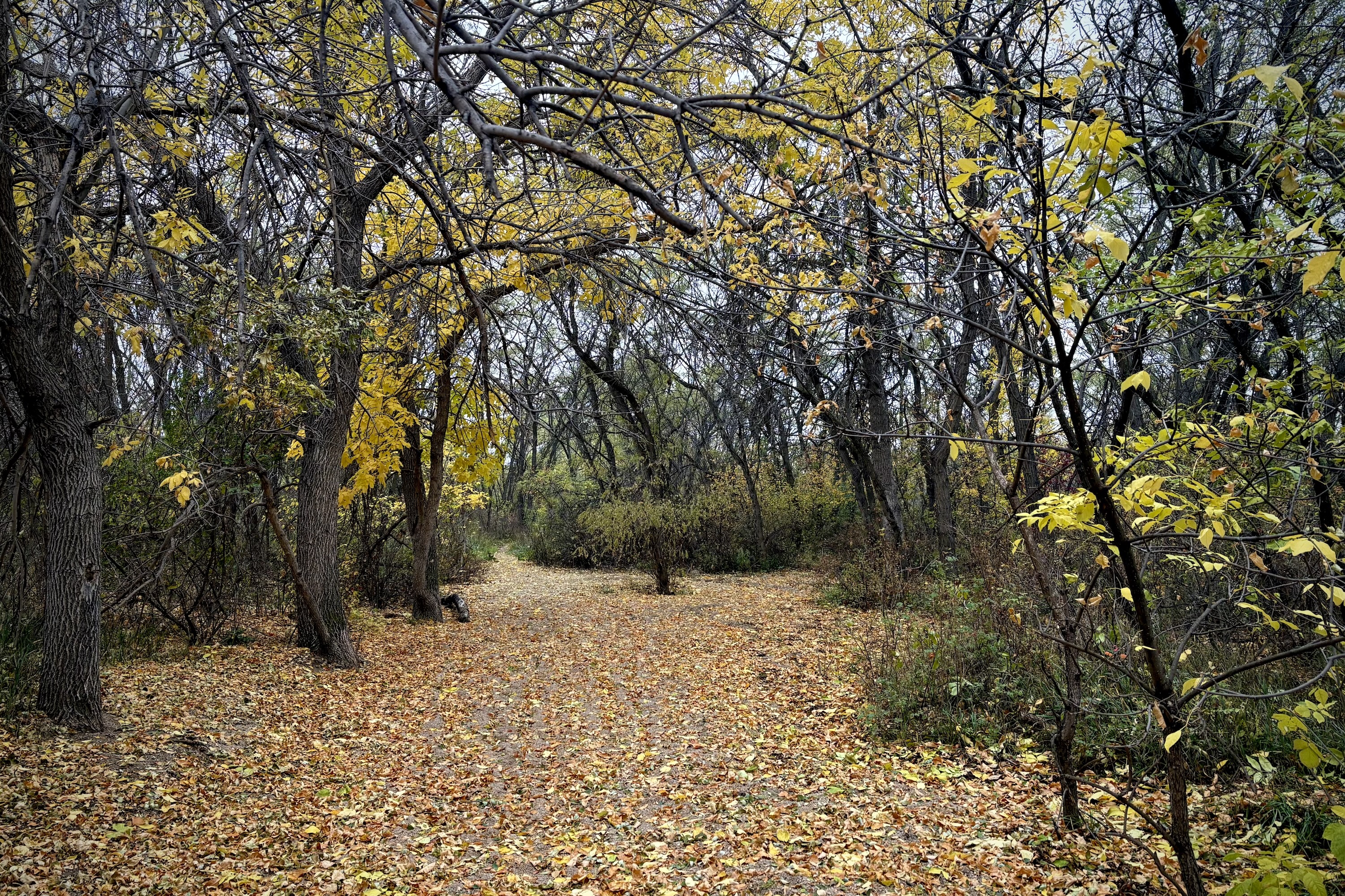 2026 - Cottonwood Creek Trail, Colorado Springs, Colorado. October 25, 2026.